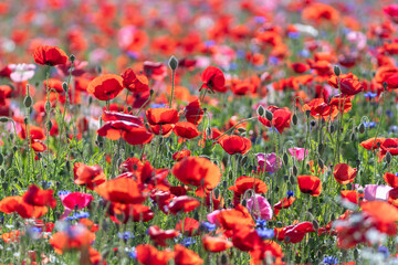 A riverfront view on a spring day full of red poppies, cornflower, babys breath and spring flowers. A view of the Akyang banks near the Namgang River in Haman-gun, Gyeongsangnam-do, Korea.