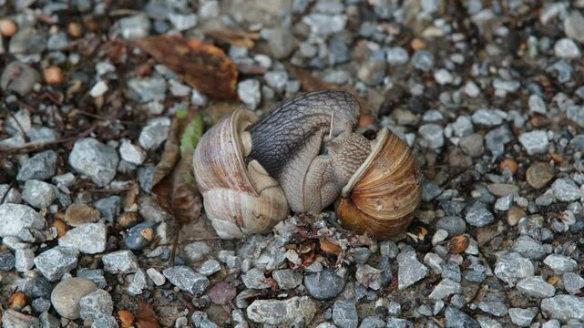 Paarung von Weinbergschnecken auf einem Kiesweg. Schnecken Paar beim Vorgang des Paarens