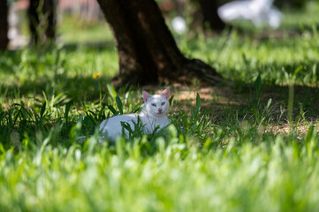 Katze Heterochromie
