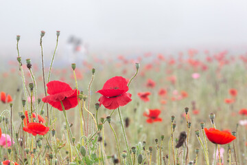 A riverfront view on a spring day full of red poppies, cornflower, babys breath and spring flowers....