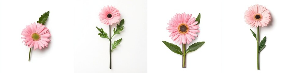 Pink daisy in a decorative frame, isolate on white background. Collection.