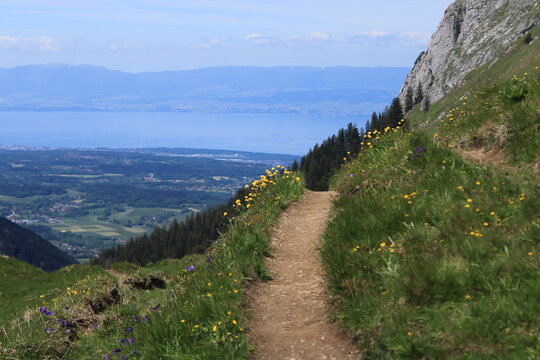 paysage alpestre avec sentier de randonn&eacute;e avec fleurs de montagne au printemps,  dans le Chablais, Haute Savoie , avec vue sur le lac L&eacute;man