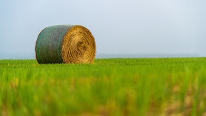 Rolled hay bale on a green field under a blue cloudy sky agricultural landscape