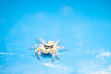 A close-up of a Grey Wall Jumper (Menemerus bivittatus) resting on a vibrant blue wall. The spider's two-striped body pattern stands out against the bright background. Ideal for nature themes