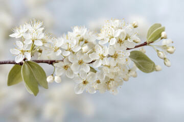 serene spring landscape featuring blooming trees against clean ultrabright background