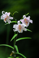 Obraz premium ゆり