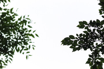 A dark and dense forest scene.