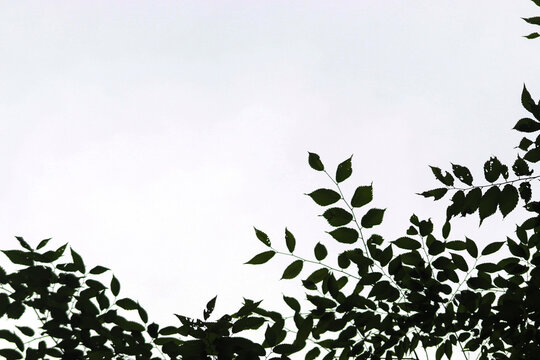 A dark and dense forest scene.