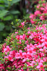 Azaleas blooming in spring in Japan.