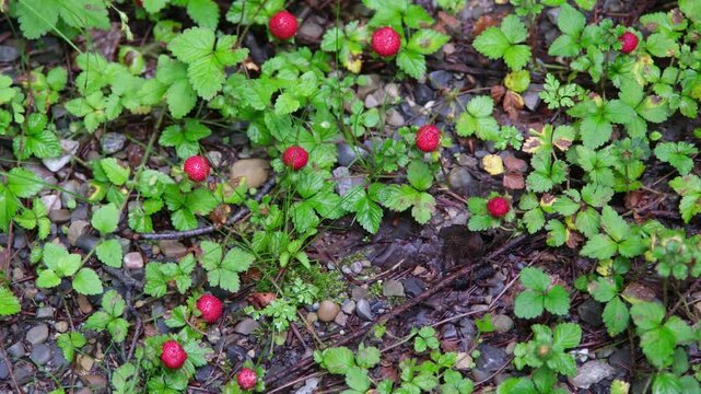 Pfl&uuml;cken von Wilden Walderdbeeren am Wegrand, Erdbeeren Pflanzengattung Monatserdbeere