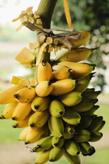 Fresh from Nature: Ripening Bananas on the Vine