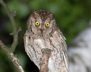 Eurasian scops owl, Otus scops. A beautiful bird sits on a tree branch