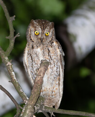 Eurasian scops owl, Otus scops. A bird sits in a tree, looking at something below