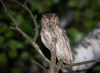 Eurasian scops owl, Otus scops. A beautiful bird sits on a tree branch