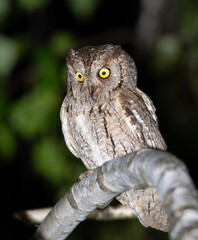 Eurasian scops owl, Otus scops. A bird sits on a branch, looking away
