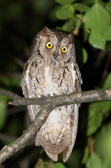 Eurasian scops owl, Otus scops. A bird sitting on a branch, holding a feather in its beak
