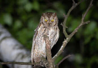 Eurasian scops owl, Otus scops. A bird sits in a tree, looking at something below