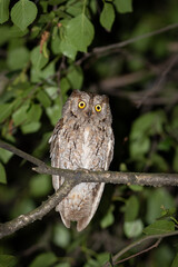 Eurasian scops owl, Otus scops. Evening, a bird sits on a tree branch among the leaves
