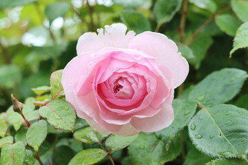 Close up of a single pale pink rose head