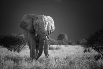 Black and white portrait of a mature African elephant bull standing in open savannah. Ideal for: wildlife conservation, monochrome photography, safari art, and educational nature visuals.
