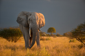 Portrait of an elephant bull standing in golden light after rain in Nxai Pan, Botswana. Ideal for: wildlife conservation, safari travel visuals, and African nature publications.
