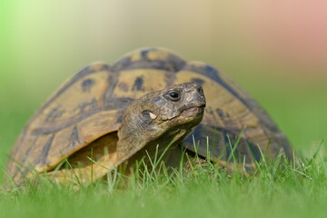 Portrait of Testudo hermanni aka Hermann's tortoise in the grass. Close-up portrait.