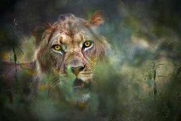 Male lion peers through dense bush in Central Kalahari Game Reserve, Botswana. Ideal for: African wildlife visuals, predator behavior studies, safari and conservation storytelling.