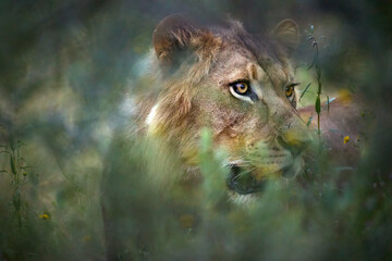 Male lion peers through dense bush in Central Kalahari Game Reserve, Botswana. Ideal for: African wildlife visuals, predator behavior studies, safari and conservation storytelling.