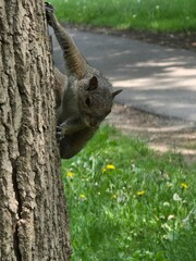 Fox squirrel looking for food. Portrait of a squirrel on a tree
