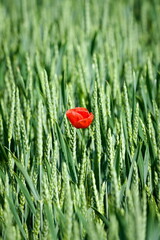 Red poppy flower blossom solitaire isolated in the field. Loneliness concept. Papaver somniferum.