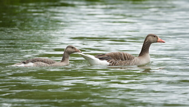 Group of Greylag Goose aka Anser Anser with babies on the pond. Nature of Czech republic.