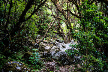 Feenwald auf Madeira 