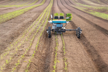 Vegetable transplanter robotic  while inserting seedlings on ground in farmland.