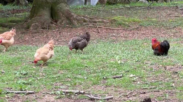 Galline alla ricerca di cibo nel prato