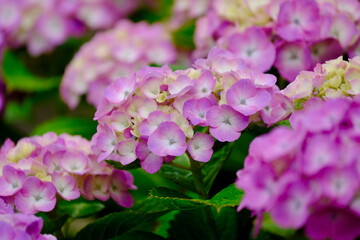 風に揺れるピンク色の紫陽花の花（クローズアップ）
