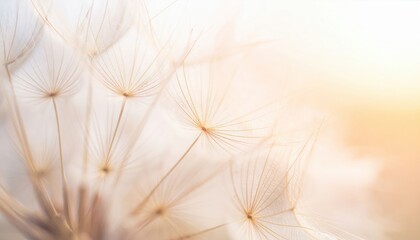 Close Up Of Delicate Dandelion Seeds