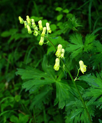 Wolfs-Eisenhut; Aconitum lycoctonum; Gelber Eisenhut; Fuchs-Eisenhut; great yellow wolfsbane