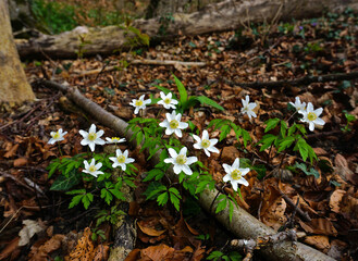 Buschwindröschen; Anemone nemorosa; thimbleweed; windflower;  wood anemone