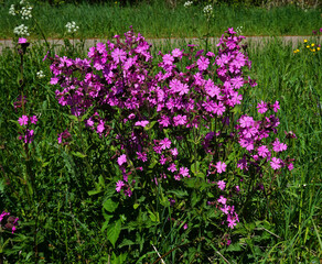 Fototapeta premium Rote Lichtnelke; Rotes Leimkraut; Silene dioica; red campion; English maiden;