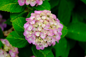 風に揺れるピンク色の紫陽花の花（クローズアップ）