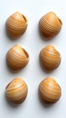 Collecting unique seashells coastal beach still life photography natural setting top view marine artistry