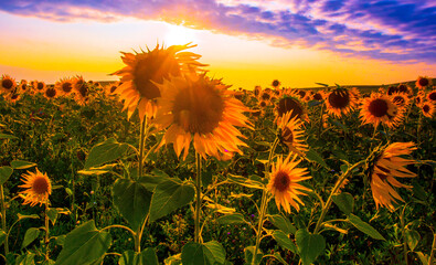 blooming scene, picturesque panoramic view of blooming sunflowers on the field of europe, Italy,...