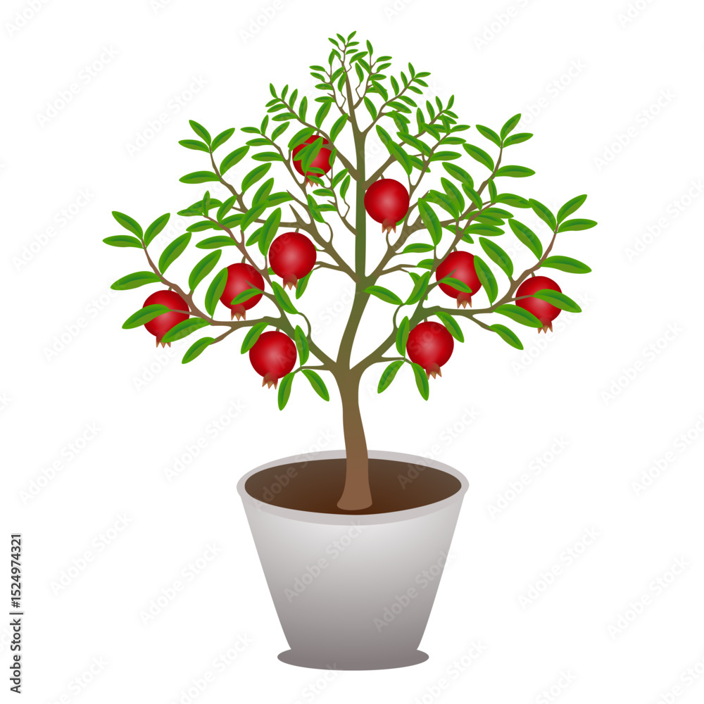 Poster pomegranate tree in a pot on a white background..eps