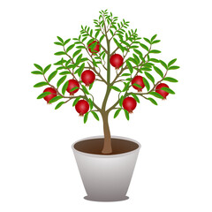 Pomegranate tree in a pot on a white background..eps