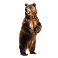 brown bear standing on hind legs, isolated on transparent background © SuliArt