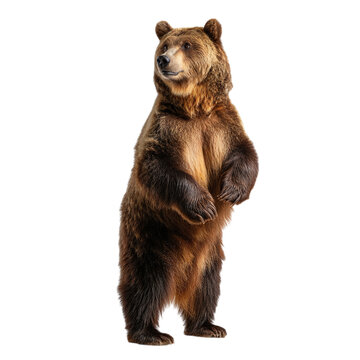 brown bear standing on hind legs, isolated on transparent background