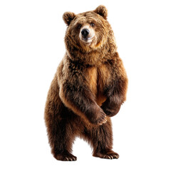 brown bear standing on hind legs, isolated on transparent background