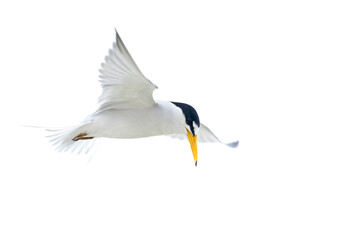 least tern (Sternula antillarum) in flight.