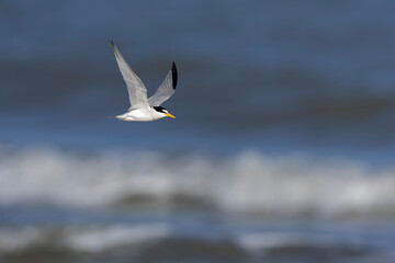 least tern (Sternula antillarum) in flight.