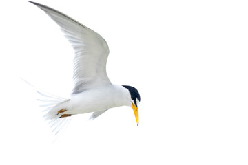 least tern (Sternula antillarum) in flight.